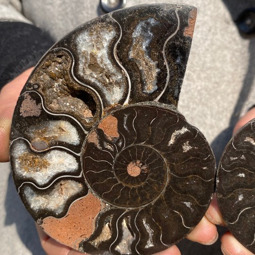 320g pair natural ammonite - 320g,