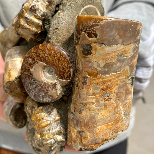 1730g large natural ammonite - 1730g,