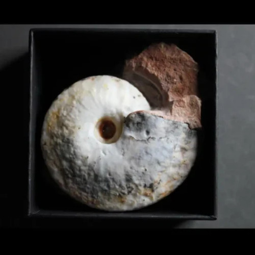 Hemiprionites walcotti - , –