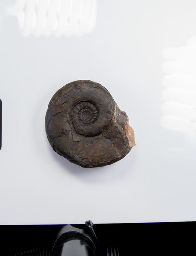Fossil ammonoid platyclymenia - ammonoid,