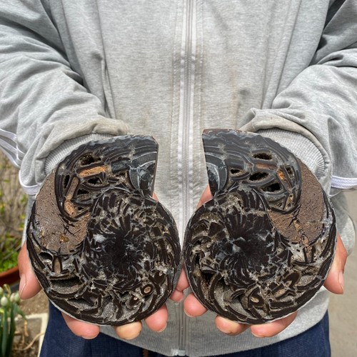 1220g pair natural ammonite - natural,