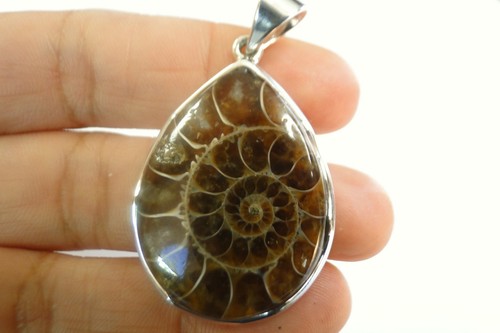 Fossil ammonite ammonoid - fossil,