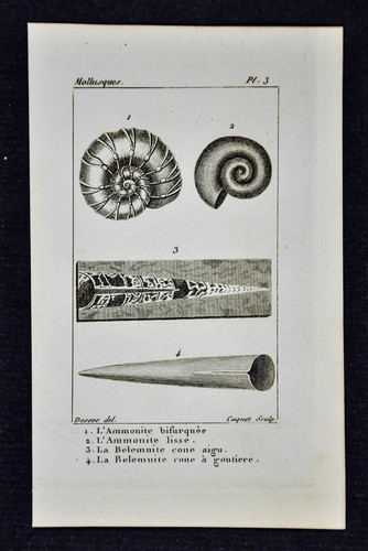 1828 deseve mollusk - 1828, shell
