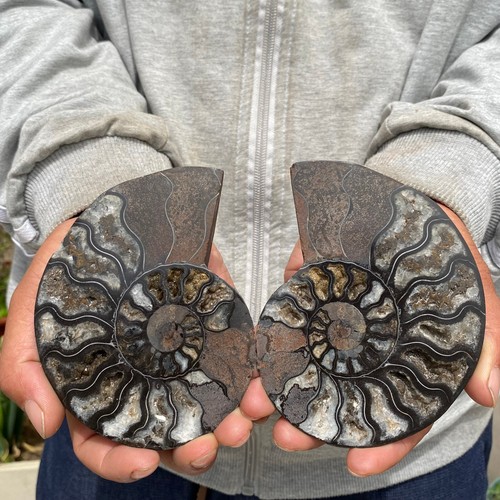 363g pair natural ammonite - pair,